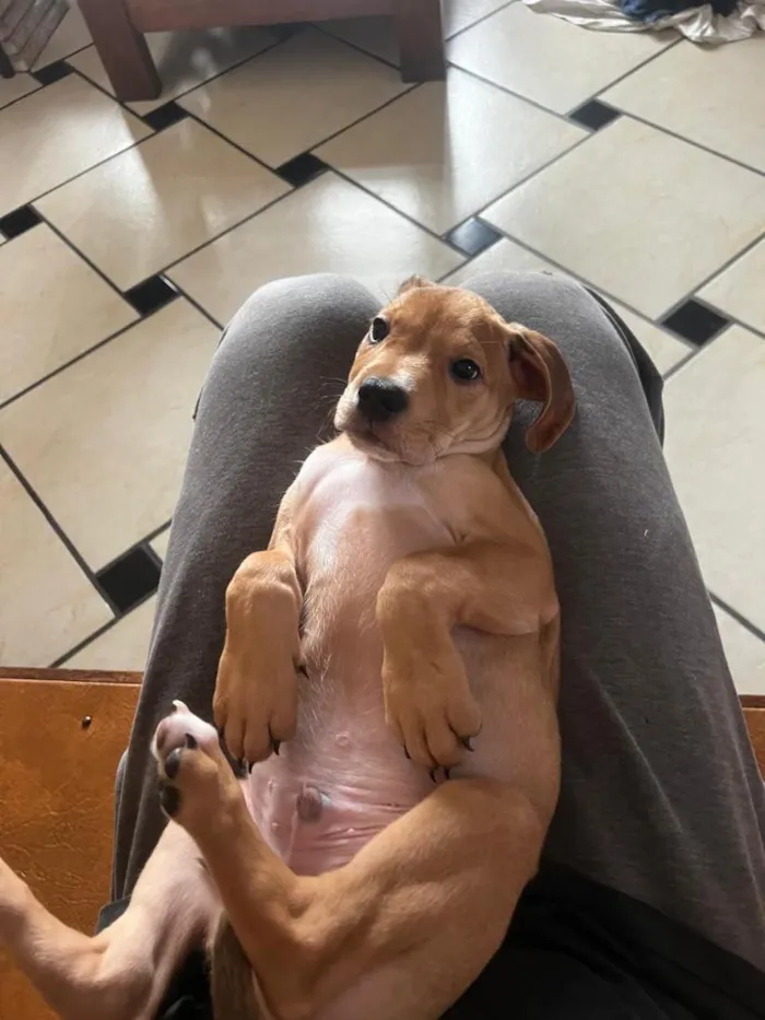 Cachorro raça SRD-ViraLata idade 2 a 6 meses nome Twix