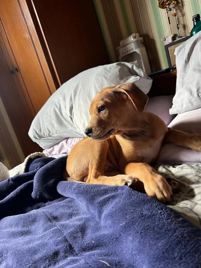Cachorro raça SRD-ViraLata idade 2 a 6 meses nome Twix