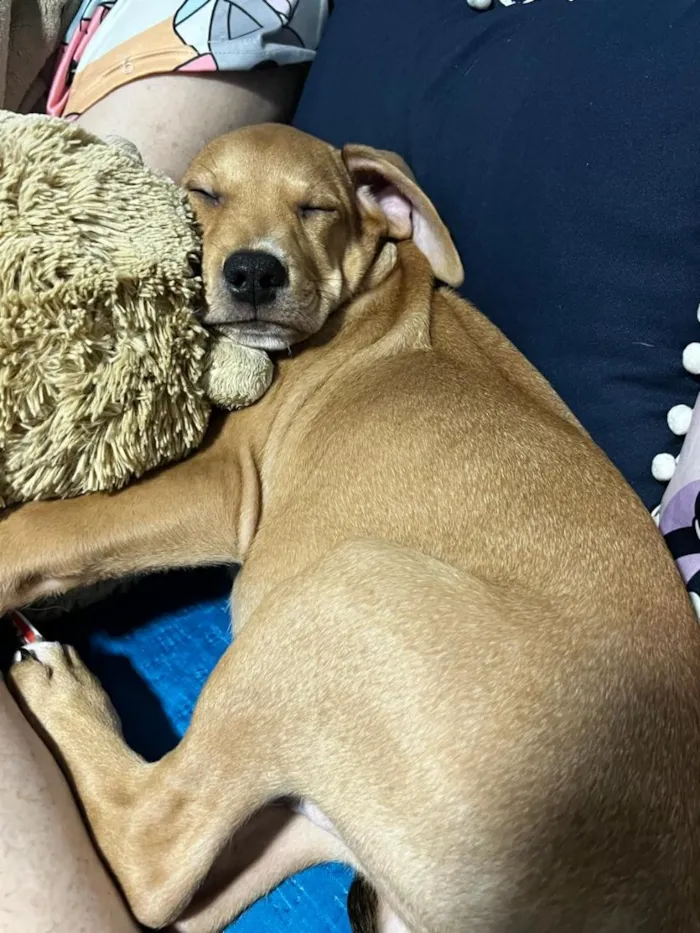 Cachorro raça SRD-ViraLata idade 2 a 6 meses nome Twix