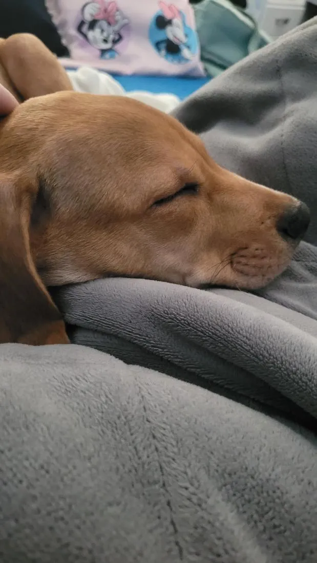 Cachorro raça SRD-ViraLata idade 2 a 6 meses nome Twix