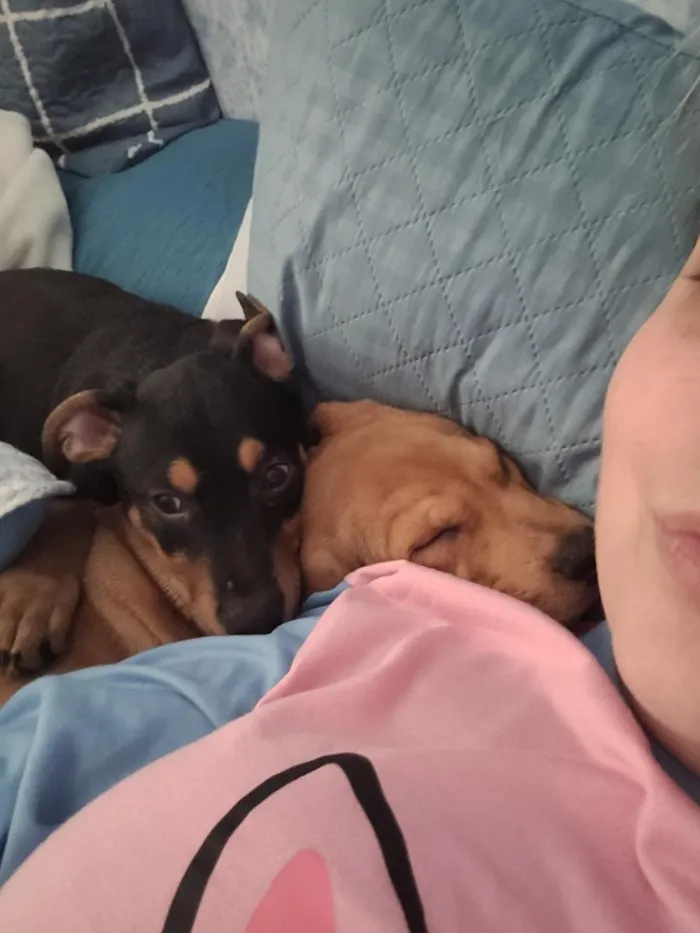 Cachorro raça SRD-ViraLata idade 2 a 6 meses nome Twix