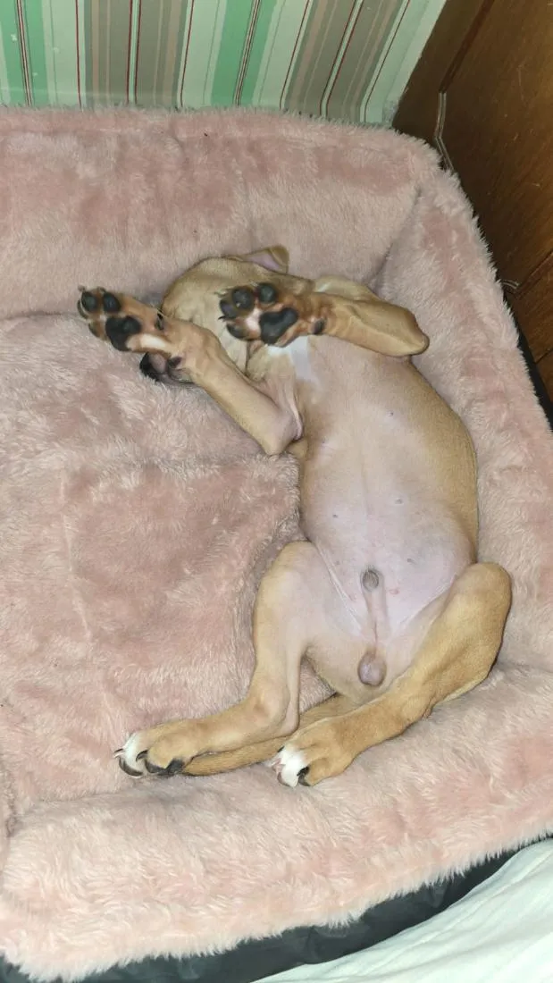 Cachorro raça SRD-ViraLata idade 2 a 6 meses nome Twix