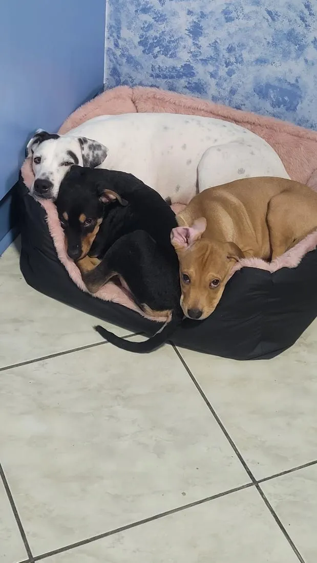 Cachorro raça SRD-ViraLata idade 2 a 6 meses nome Twix