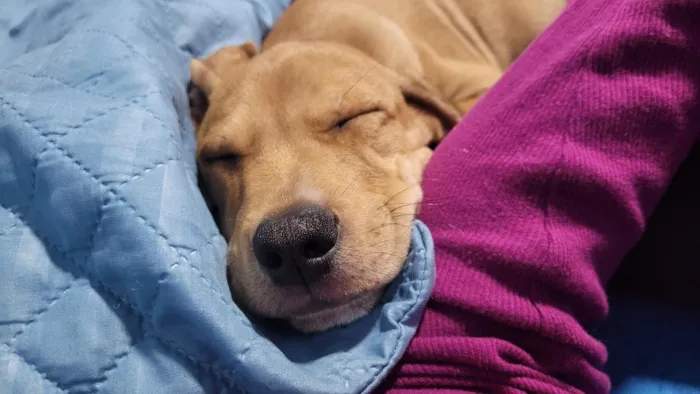 Cachorro raça SRD-ViraLata idade 2 a 6 meses nome Twix