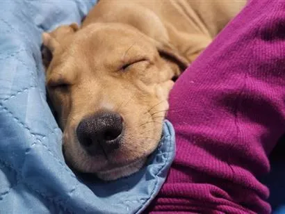 Cachorro raça SRD-ViraLata idade 2 a 6 meses nome Twix
