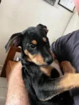 Pretinho