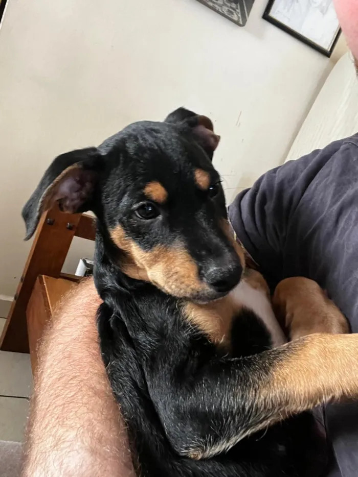 Cachorro raça SRD-ViraLata idade 2 a 6 meses nome Pretinho
