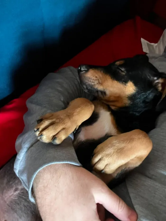 Cachorro raça SRD-ViraLata idade 2 a 6 meses nome Pretinho