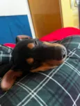 Pretinho