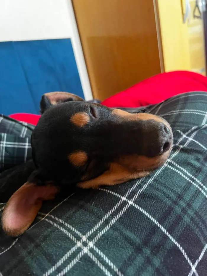 Cachorro raça SRD-ViraLata idade 2 a 6 meses nome Pretinho