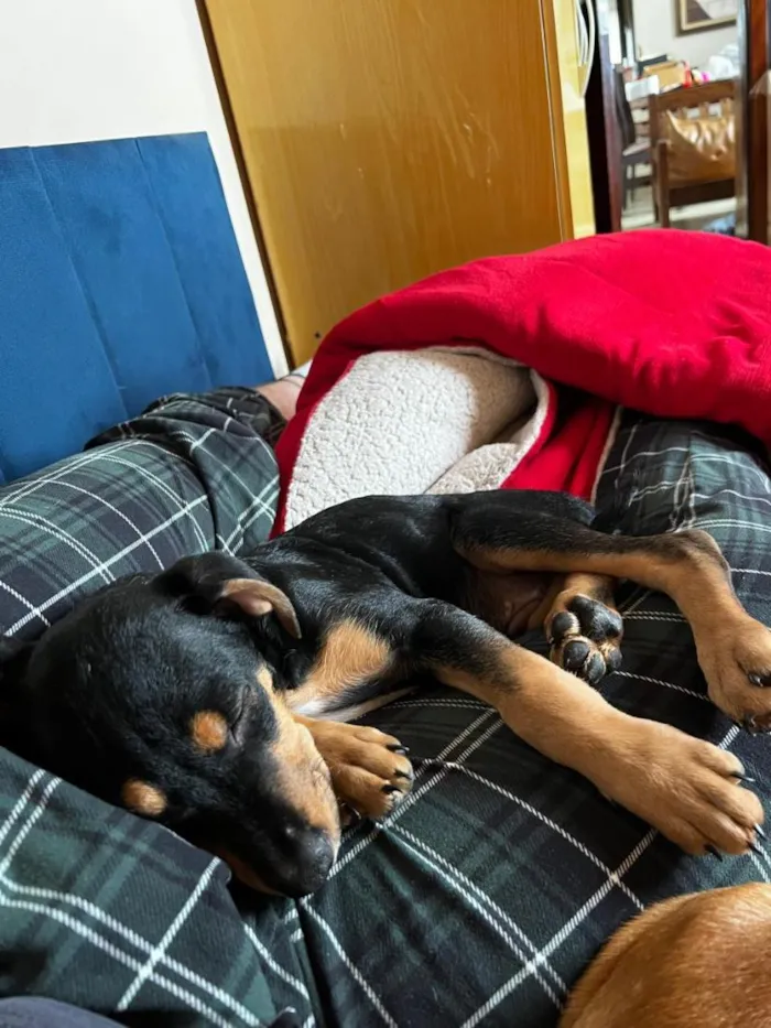 Cachorro raça SRD-ViraLata idade 2 a 6 meses nome Pretinho