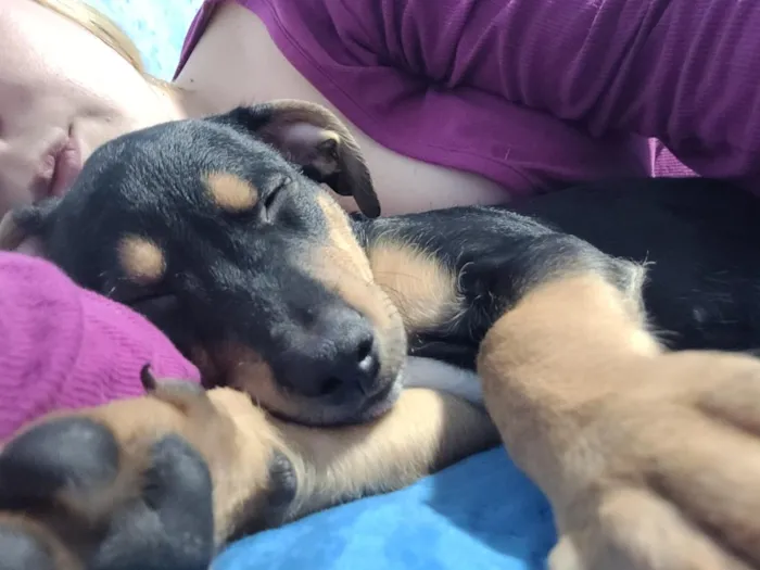 Cachorro raça SRD-ViraLata idade 2 a 6 meses nome Pretinho