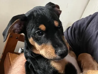 Cachorro raça SRD-ViraLata idade 2 a 6 meses nome Pretinho