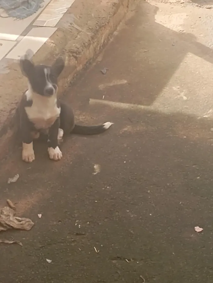 Cachorro raça SRD-ViraLata idade 2 a 6 meses nome sem nome