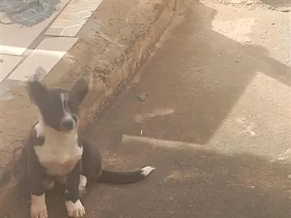 Cachorro raça SRD-ViraLata idade 2 a 6 meses nome sem nome
