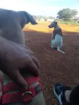 canela e bolota 
