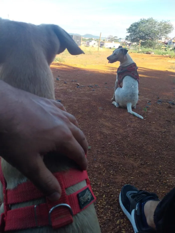 Cachorro raça SRD-ViraLata idade 1 ano nome canela e bolota 