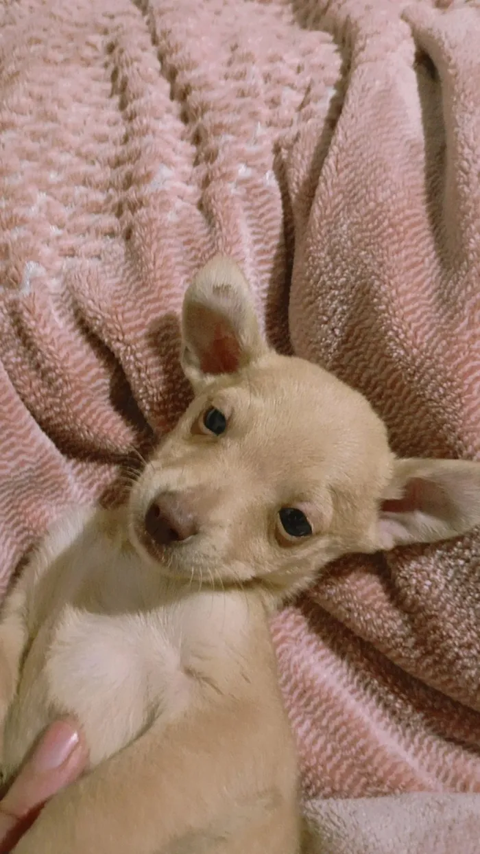 Cachorro raça SRD-ViraLata idade Abaixo de 2 meses nome Não tem 