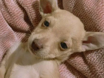 Cachorro raça SRD-ViraLata idade Abaixo de 2 meses nome Não tem 