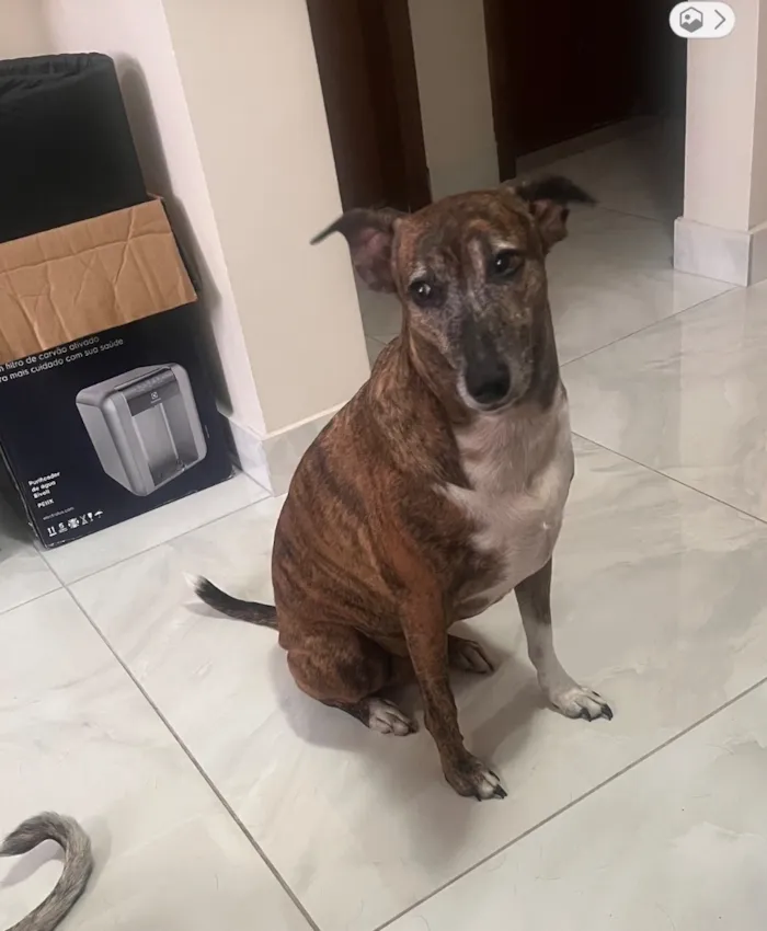 Cachorro raça SRD-ViraLata idade 6 ou mais anos nome Joca