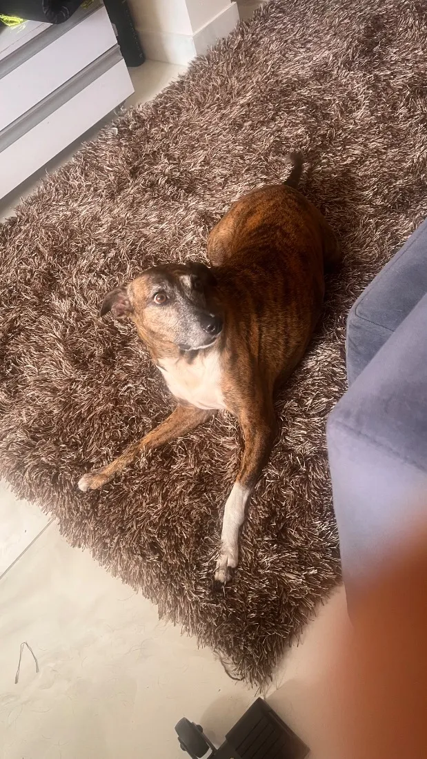 Cachorro raça SRD-ViraLata idade 6 ou mais anos nome Joca