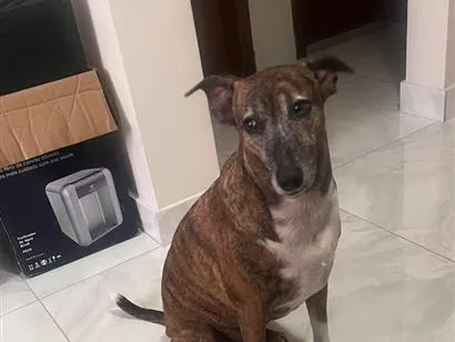 Cachorro raça SRD-ViraLata idade 6 ou mais anos nome Joca