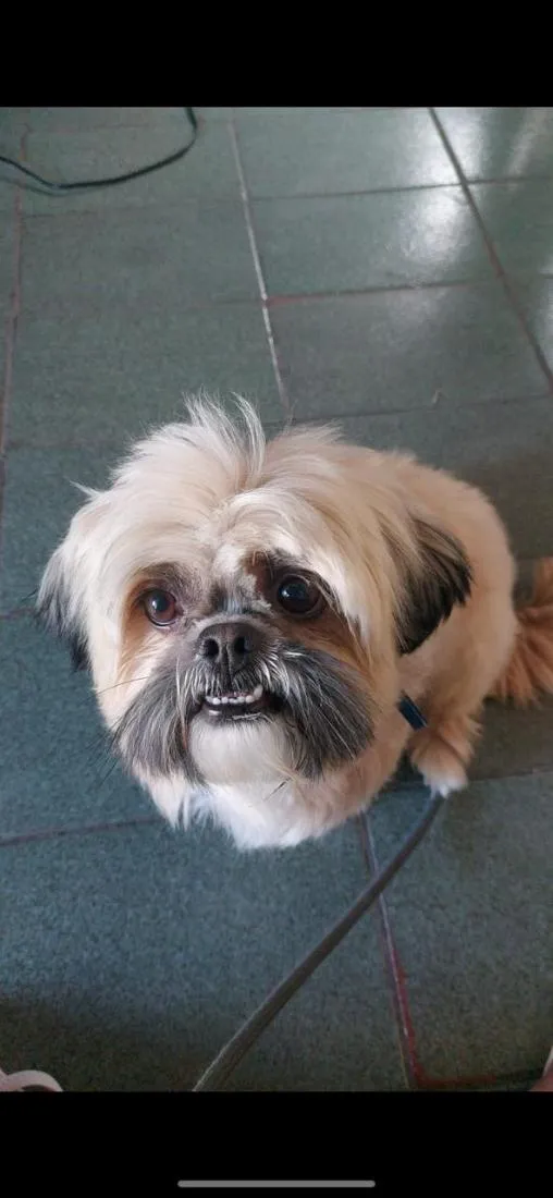 Cachorro raça Shitzu idade 6 ou mais anos nome Toddy