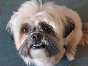 Cachorro raça Shitzu idade 6 ou mais anos nome Toddy