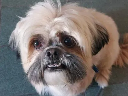 Cachorro raça Shitzu idade 6 ou mais anos nome Toddy
