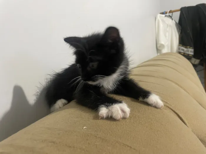Gato raça SRD-ViraLata idade 2 a 6 meses nome Fra