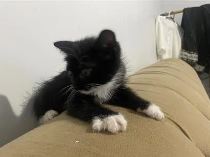 Gato raça SRD-ViraLata idade 2 a 6 meses nome Fra