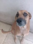 Petisco
