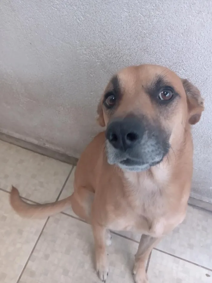 Cachorro raça SRD-ViraLata idade 2 anos nome Petisco