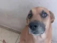 Petisco