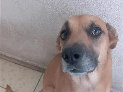 Cachorro raça SRD-ViraLata idade 2 anos nome Petisco