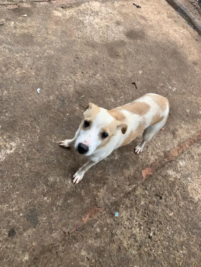 Cachorro raça SRD-ViraLata idade 2 a 6 meses nome Pandora 