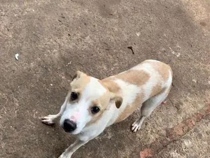 Cachorro raça SRD-ViraLata idade 2 a 6 meses nome Pandora 