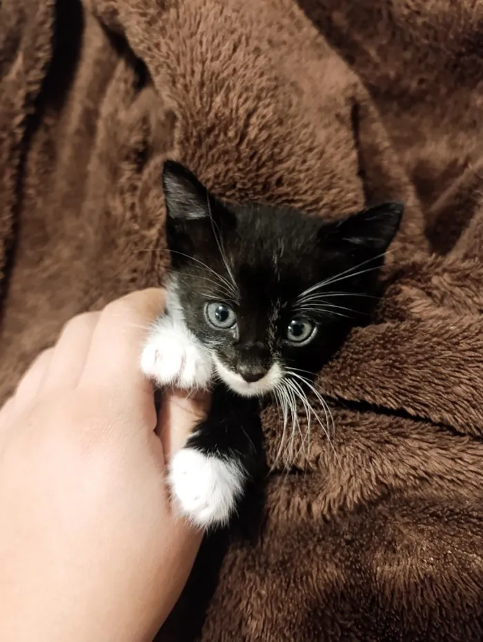 Gato raça SRD-ViraLata idade 2 a 6 meses nome fumaça 