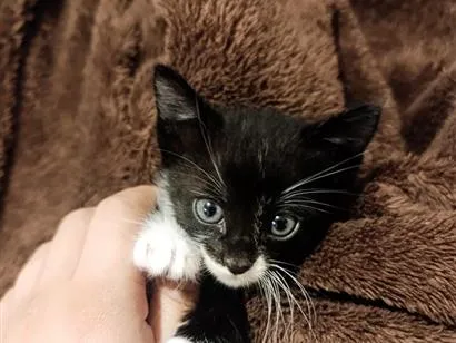 Gato raça SRD-ViraLata idade 2 a 6 meses nome fumaça 