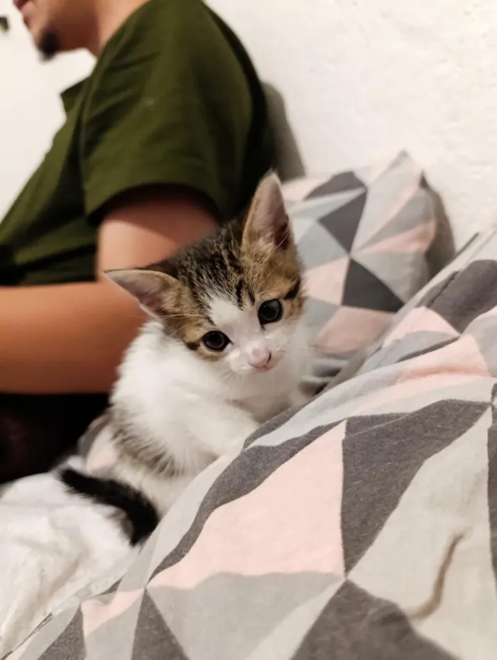Gato raça SRD-ViraLata idade 2 a 6 meses nome jade