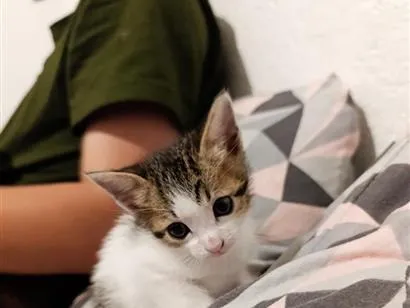 Gato raça SRD-ViraLata idade 2 a 6 meses nome jade