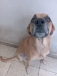 Petisco