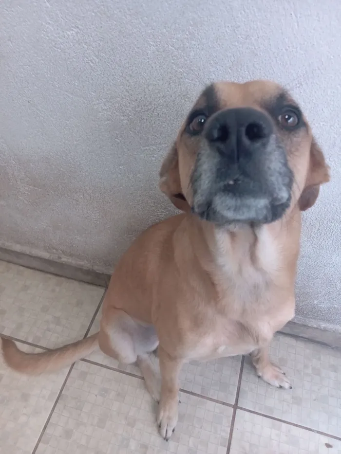 Cachorro raça SRD-ViraLata idade 2 anos nome Petisco