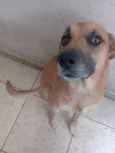 Petisco