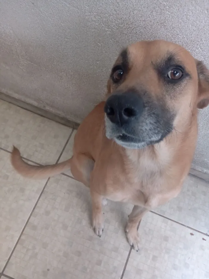 Cachorro raça SRD-ViraLata idade 2 anos nome Petisco