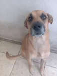Petisco