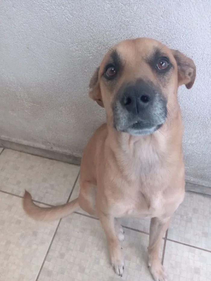 Cachorro raça SRD-ViraLata idade 2 anos nome Petisco