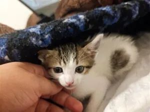 Gato raça SRD-ViraLata idade 2 a 6 meses nome Cristal