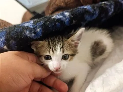 Gato raça SRD-ViraLata idade 2 a 6 meses nome Cristal
