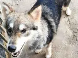 Cachorro raça SRD-ViraLata idade 2 anos nome Pandora